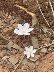 Gethyllis lanuginosa