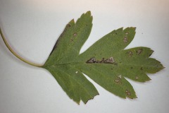 Bucculatrix bechsteinella