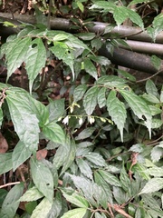 Codonacanthus pauciflorus