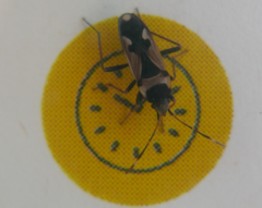 Raglius confusus