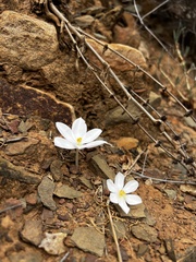 Gethyllis lanuginosa