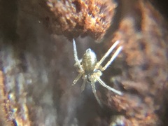Araneae