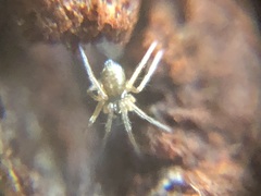 Araneae