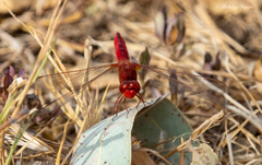 Crocothemis erythraea