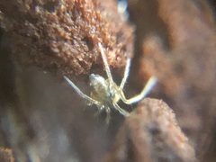Araneae
