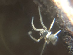 Araneae