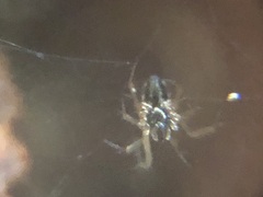 Araneae