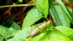 Orchelimum silvaticum