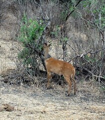 Tragelaphus sylvaticus