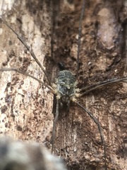 Opiliones