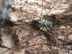 Opiliones
