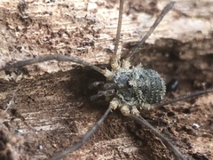 Opiliones