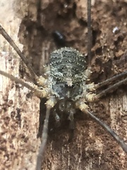 Opiliones