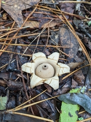 Geastrum