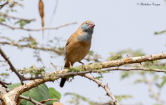 Uraeginthus bengalus