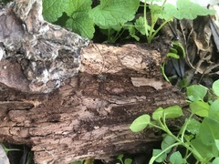 Opiliones