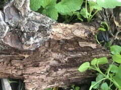 Opiliones
