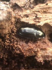 Carabidae