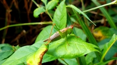 Orchelimum silvaticum