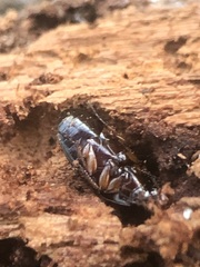 Carabidae