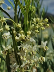 Gomphocarpus fruticosus