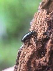 Carabidae