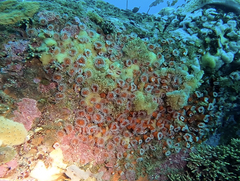 Corynactis californica