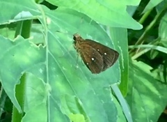 Iambrix salsala salsala