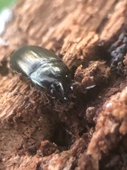 Carabidae