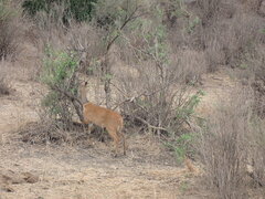 Tragelaphus sylvaticus