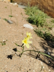Moraea collina