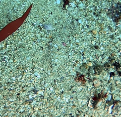 Citharichthys stigmaeus