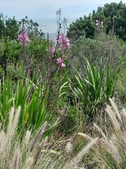Watsonia borbonica