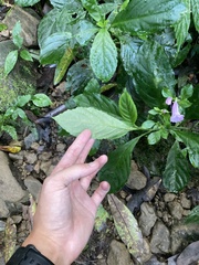 Strobilanthes cusia