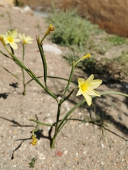 Moraea collina