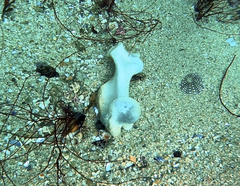 Zalophus californianus