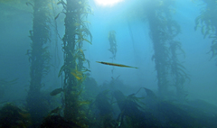 Aulorhynchus flavidus