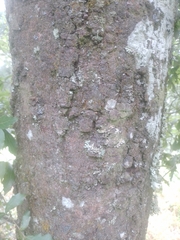 Quercus martinezii