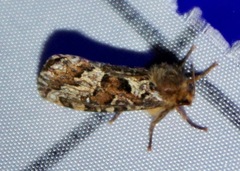 Korscheltellus gracilis