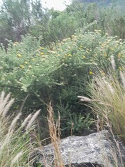 Aspalathus chenopoda