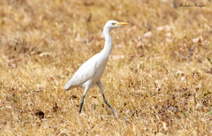 Bubulcus ibis