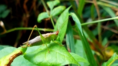 Orchelimum silvaticum