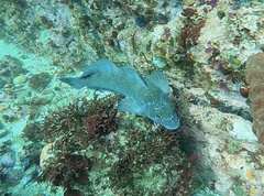 Hexagrammos decagrammus