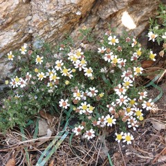 Perityle coronopifolia