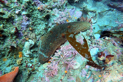 Apostichopus parvimensis