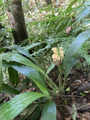 Calanthe formosana