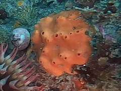 Acarnus erithacus