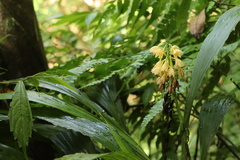 Calanthe formosana