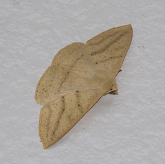 Cratoptera group