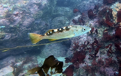 Sebastes serranoides